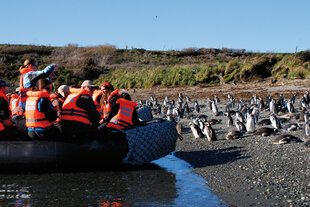 Magellanic Penguins in Islotes Tucker