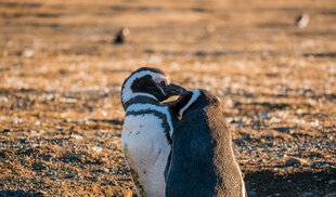 Magellanic Penguins in Tierra del Fuego
