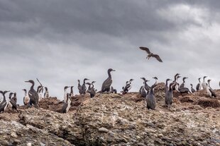 Cormorants in Tierra del Fuego