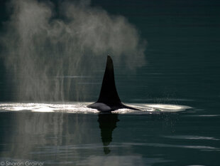 The dorsal fin of a Killer Whale