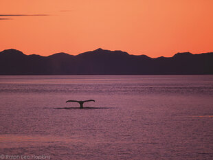 The fluke of a Humpback Whale at sunset