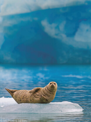 A Harbour Seal in Tracy Arm