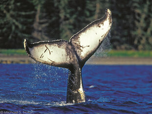 Humpback Whales may tail-slap to signal to others