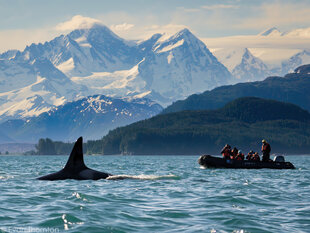 Zodiacs can give you closer encounters to the wildlife than the ship