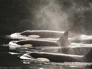 Killer Whales swim at Johnstone Strait to catch Salmon