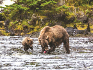 A Brown Bear mother and cub catch a Salmon
