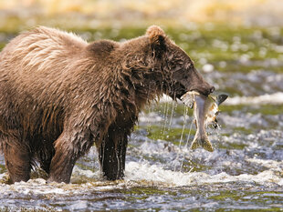 A Brown Bear with a blonde blaze on its back catching a Salmon