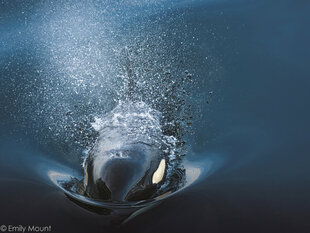 You can hope to see Killer Whales on this trip