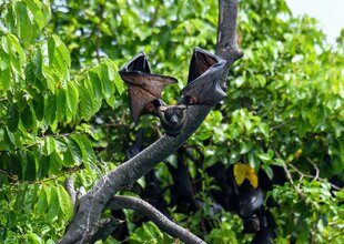 Fruit Bat of Papua New Guinea