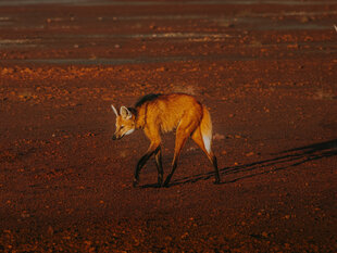 The elusive Maned Wolf