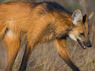 The Maned Wolf of the Cerrado