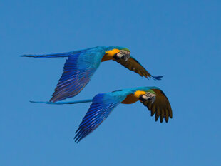 Blue Macaws flying overhead are a possible sighting