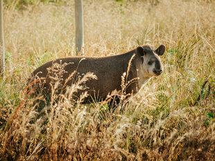 The Tapir – one of South America's largest mammals