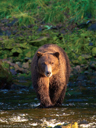 Brown Bears are the largest bears in Alaska