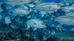 School of Solomon Fish