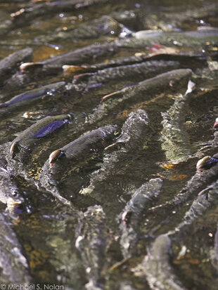Pink Salmon rushing upstream during the Salmon Run