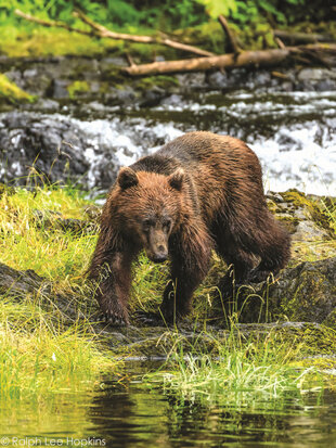 A Brown Bear stalking its Salmon prey