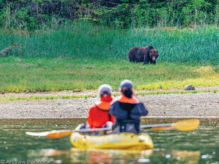 Kayaking along the riverbanks to see Brown Bears