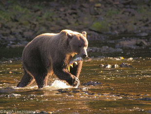 A Brown Bear with its fishing catch