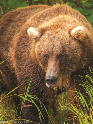 Brown Bears are some of the region's most impressive animals