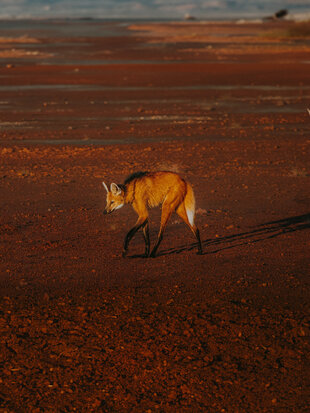 The Elusive Maned Wolf skulking across the Cerrado