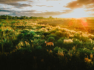 Sunset over a Collared Maned Wolf