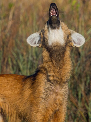 Maned Wolves can sometimes be seen howling