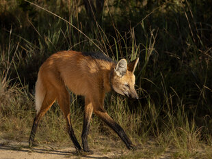 A Collared Maned Wolf