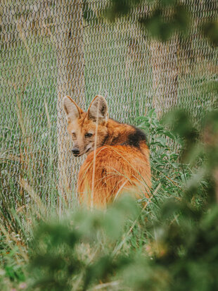 A Maned Wolf at the Lodge's Edge on our Cerrado Safari