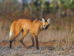 A Maned Wolf side-eying the safari group