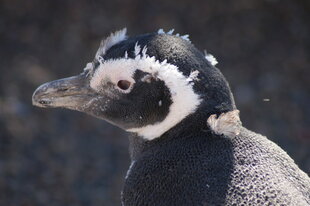 Peninsula-Valdes-magellanic-penguin-Charlotte-Caffrey.JPG