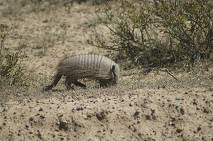 Peninsula-Valdes-armadillo-Charlotte-Caffrey.JPG