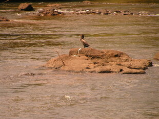 Iguazu Falls wildlife - Charlotte Caffrey