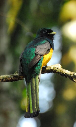 Black Throated Trogon