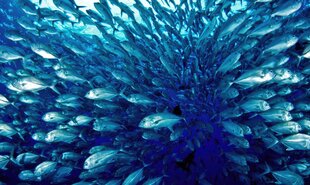A School of Fish in Palau
