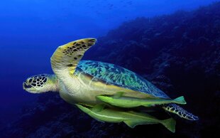 Green Turtle in Palau