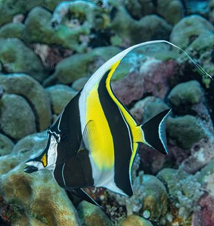 Idol Fish in Palau