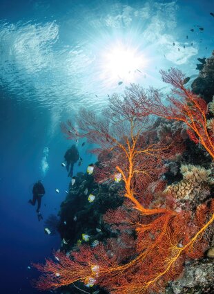 Coral Drop Off in Palau