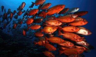 A School of Bronze Fish in Palau