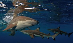 Black Tip Reef Sharks in Palau