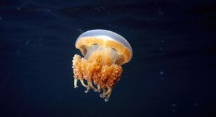 Non-stinging Jellyfish in Palau