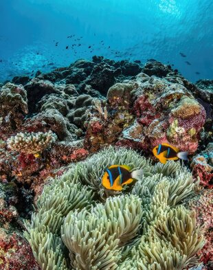 Anemone Fish in The Coral Reef of Palau