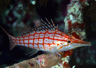 Red & White Fish in Palau