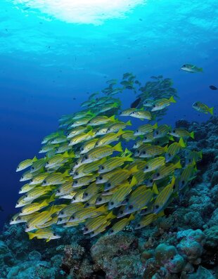 A School of Yellow Fish in Palau