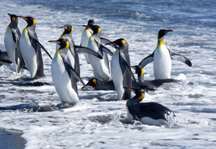 King Penguins on the shore