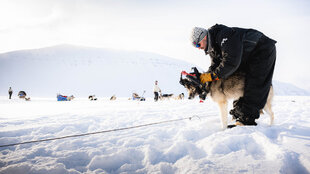 Dog Sledding in Spitsbergen