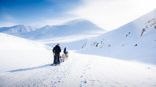 high-arctic-dog-sledding-expedition-svalbard-spitsbergen-march-april-adventure-husky.jpg