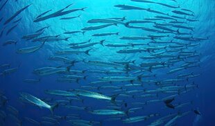 Schools of Barracuda in Palau