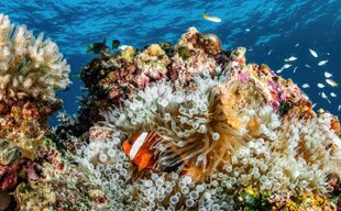 Clown Fish in Palau