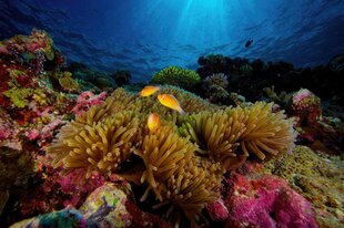 Anemone Fish in Palau Coral Reef